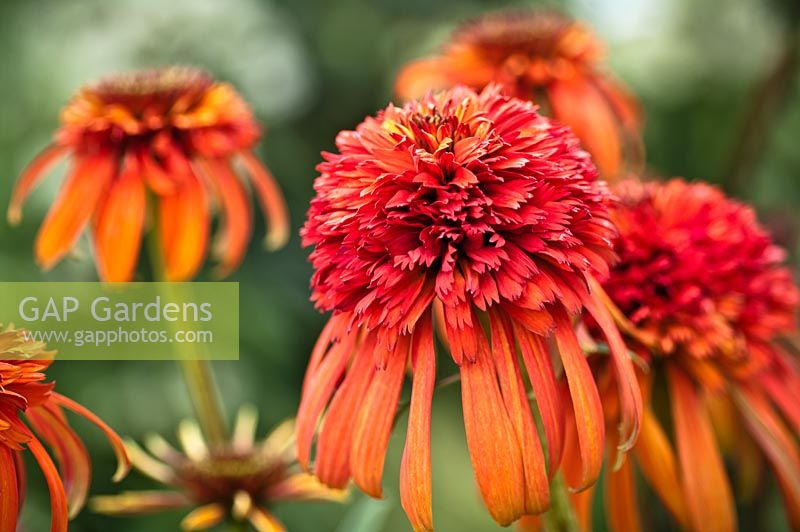 Echinacea 'Hot Papaya'