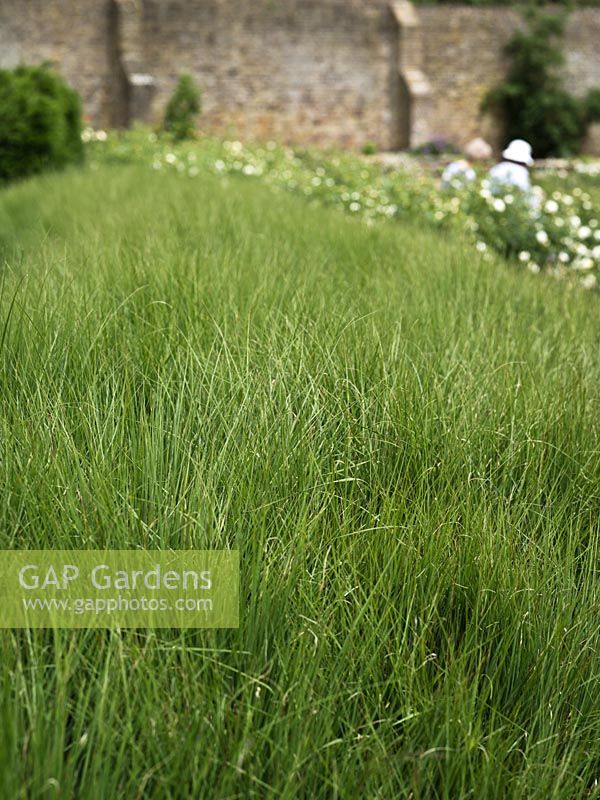 A broad sweep of Molinia caerulea 'Heidebraut' flanking the new Rose Garden at the Savill Garden, Windsor, UK