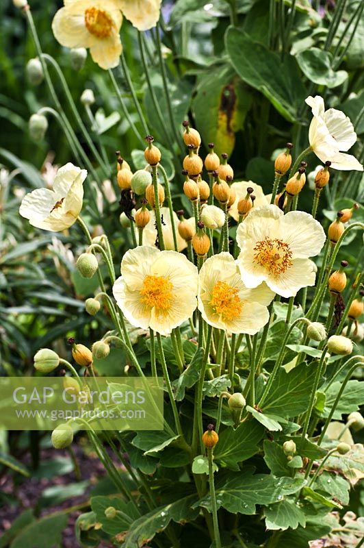 Meconopsis napaulensis in woodland border