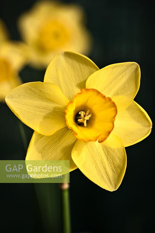 Narcissus 'Cape Cornwall'