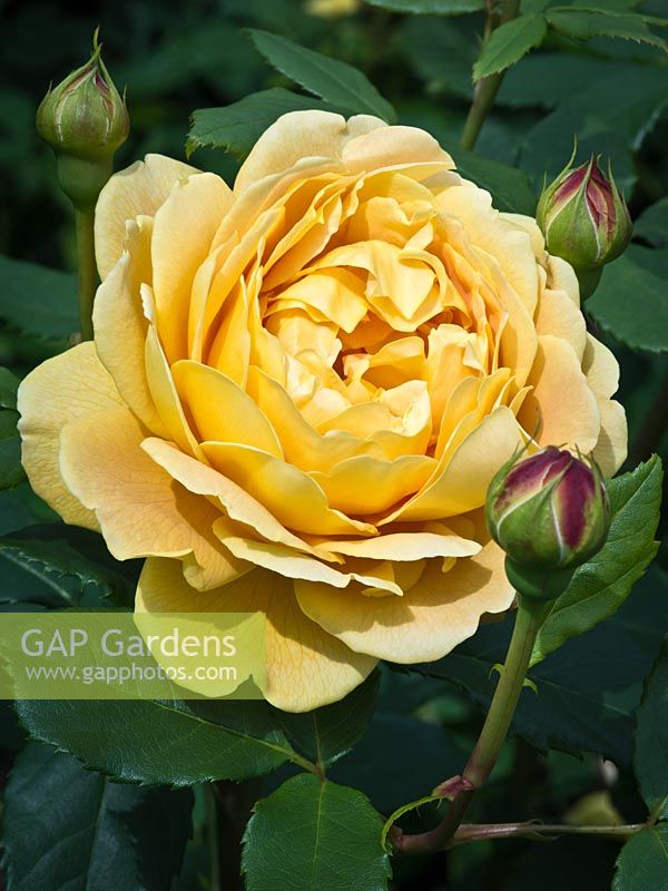 Rosa 'Golden Celebration', syn. 'Ausgold'