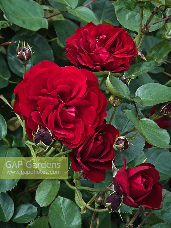 Rosa 'Lili Marlene', floribunda rose