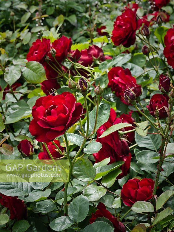 Rosa 'Lili Marlene', floribunda rose