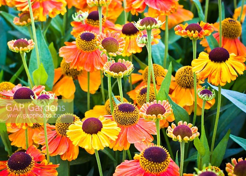 Helenium 'Sahin's Early Flowerer' AGM