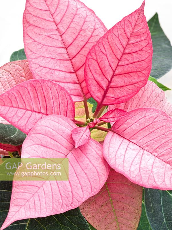 Euphorbia pulcherrima - pink Poinsettia