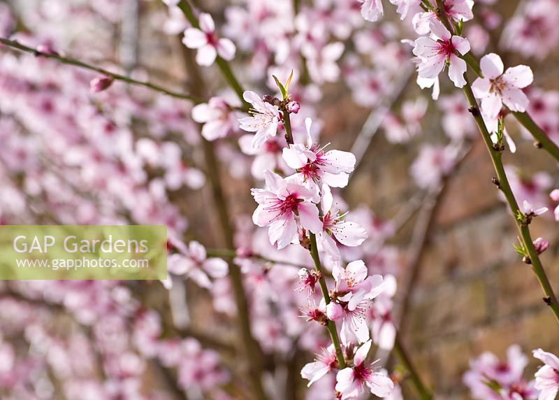 Prunus dulcis - almond blossom in March