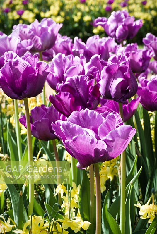 Tulipa 'Blue Parrot' with yellow narcissi in May