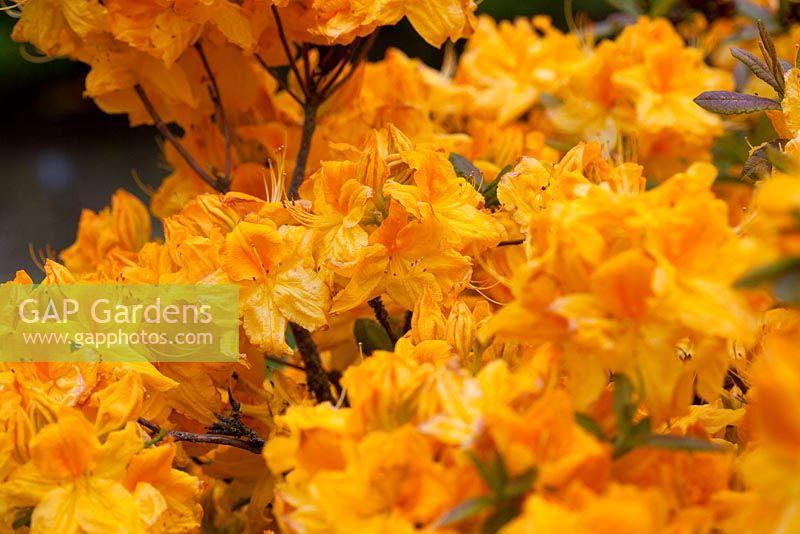 Rhododendron 'Ilam Melford Lemon'