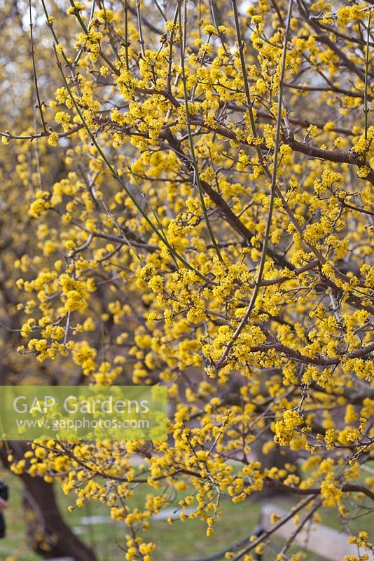 Cornus mas - Cornelian cherry