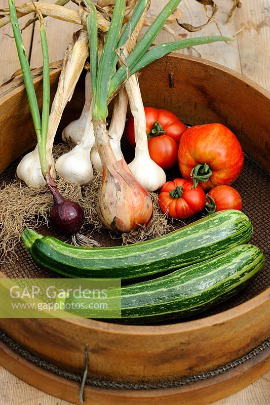 Traditional wooden garden sieve with harvest of courgettes, tomatoes, onions and garlic