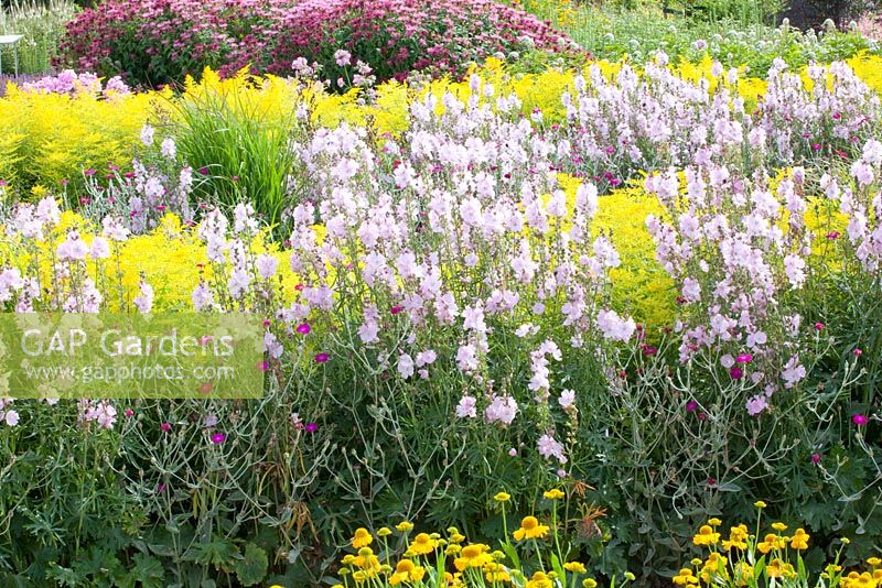 Sidalcea 'Elsie Heugh', Solidago 'Goldenmosa' and Lychnis coronaria