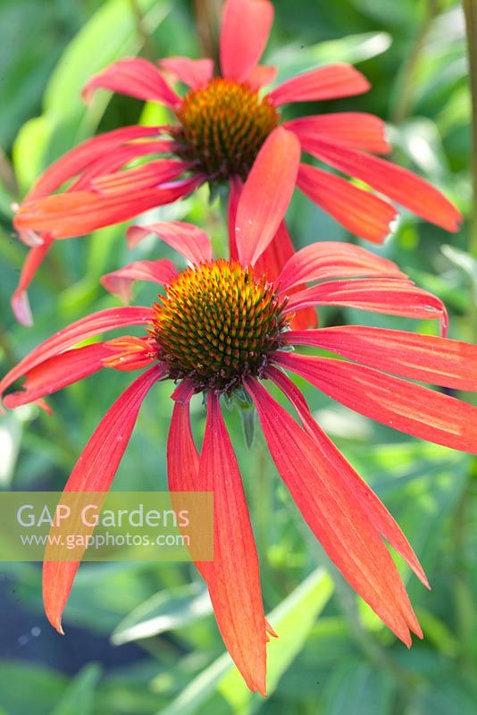 Echinacea purpurea 'Tomato Soup'