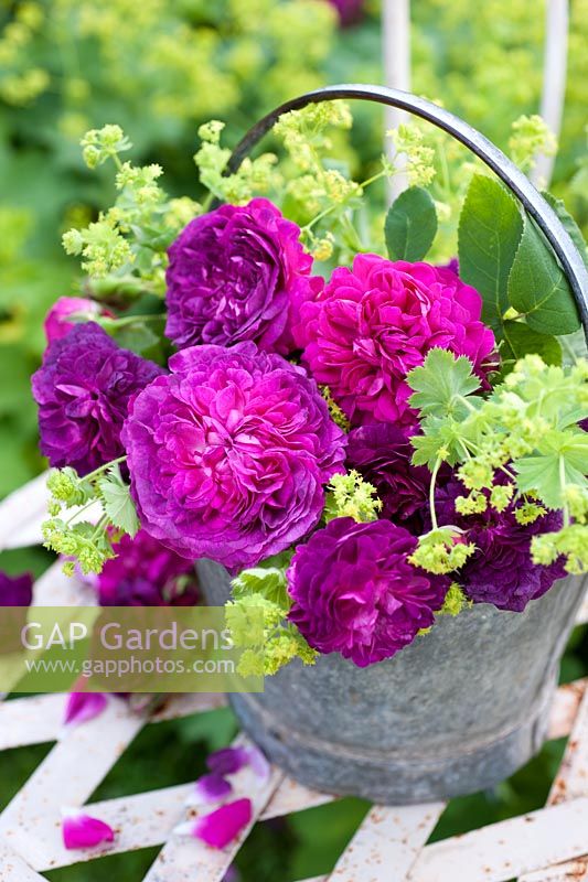 Old roses with Alchemilla mollis displayed in metal bucket on antique chair. Varieties include Rosa 'Rose de Rescht' and 'Reine de Violettes'