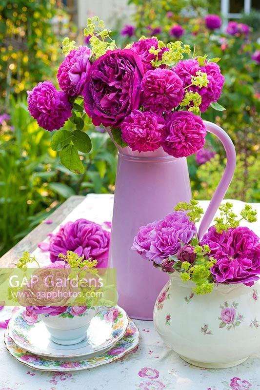 Roses and Alchemilla mollis in pink jug and china. Varieties include Rosa de Rescht, 'Reine de Violettes' and 'Gloire de Ducher'