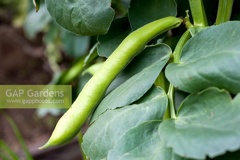 Vicia faba 'Bunyards Exhibition' - Broad Bean 