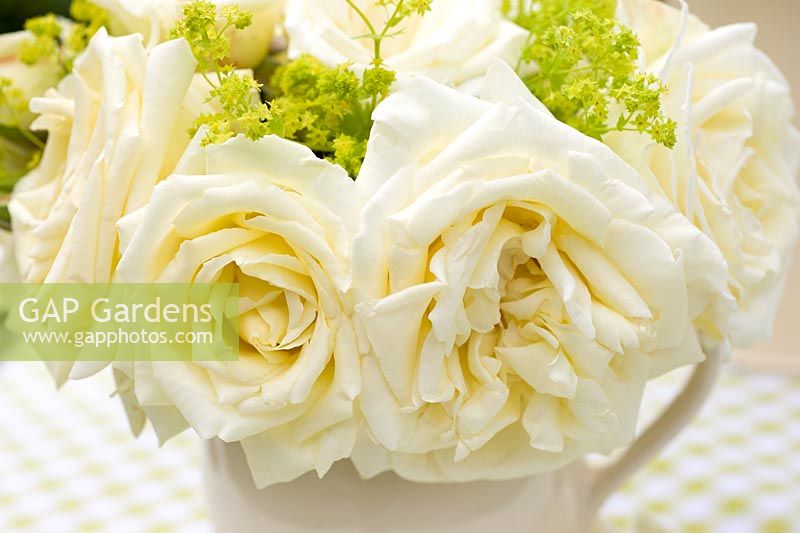 Cream roses with Alhemilla mollis in jug with lime green gingham tablecloth