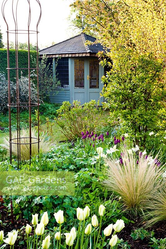 Spring border and summerhouse with Tulipa 'Recreado' and 'Spring Green'. Other plants include Stipa, Hellebores and Narcissus 'Thalia'
