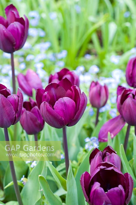 Tulipa 'Recreado' in border