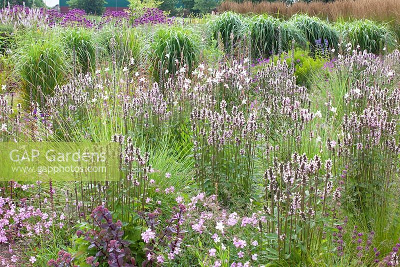 Border with Stachys officinalis 'Rosea', Gaura lindheimeri, Festuca mairei, Sporobolus heterolepis and Saponaria 'Max Frei'