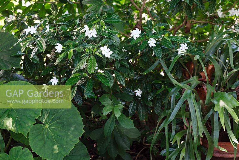 Trachelospermum jasminoides - Star Jasmine  with a terracotta potted Platycerium bifurcatum - Staghorn Fern