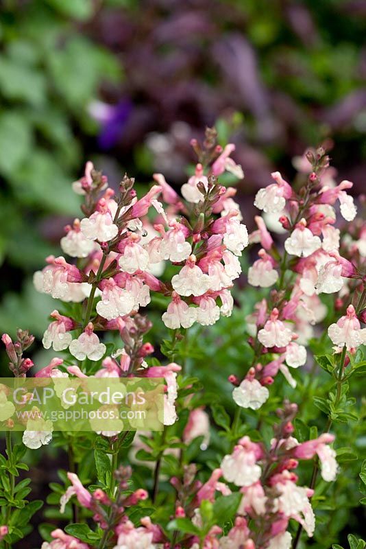 Salvia x jamensis 'Sierra San Antonio'