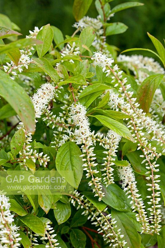 Itea virginica 'Henry's Garnet'