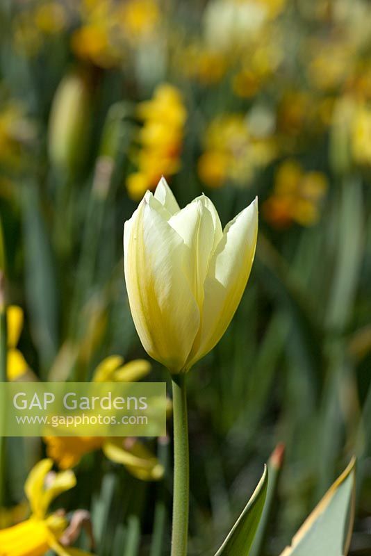 Tulipa 'Macarena'