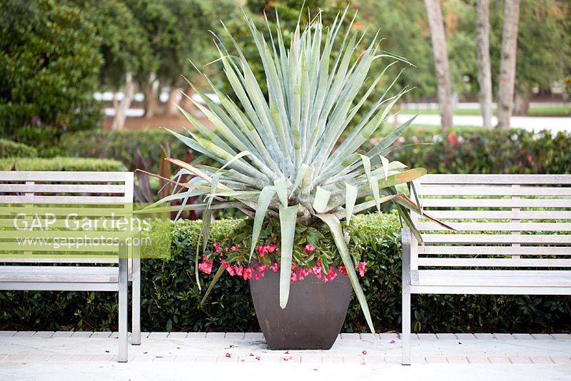 A tropical container with Bromeliad Alcantarea Odorata and red Dragon Wing Begonias between two benches 