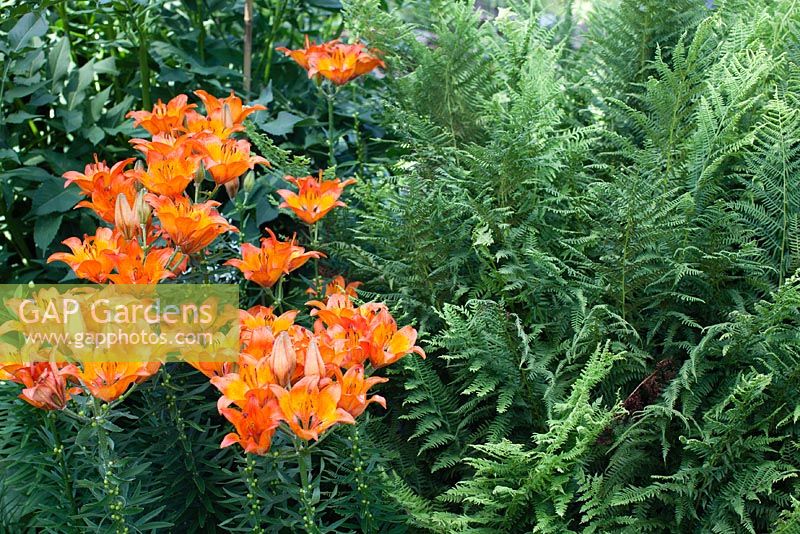 Lilium dauricum - Candlestick Lily and ferns