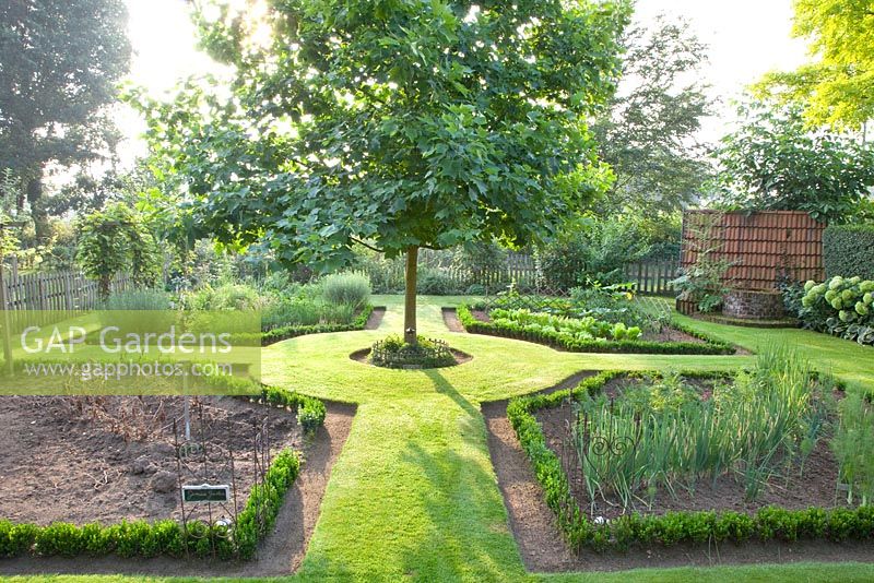 Vegetable garden with Liriodendron tulipifera