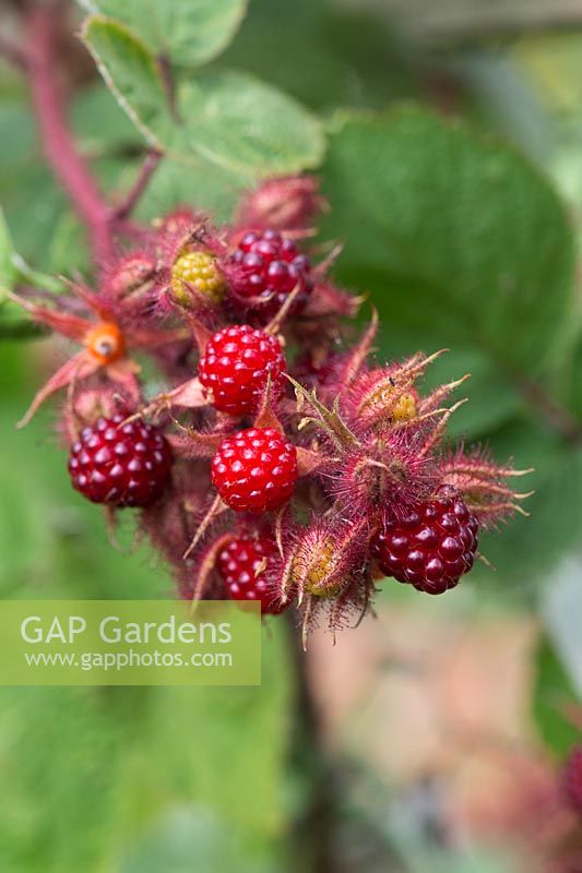 Rubus Phoenicolasius - Japanese wineberry