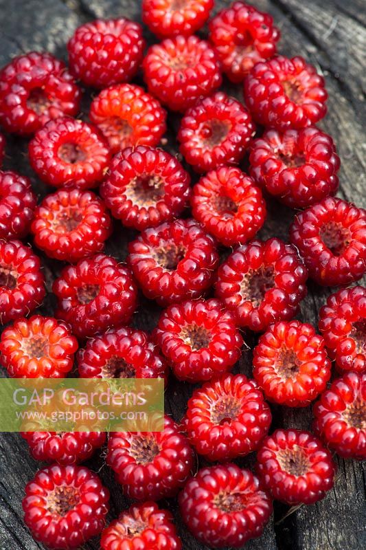 Harvested Rubus Phoenicolasius - Japanese wineberry
