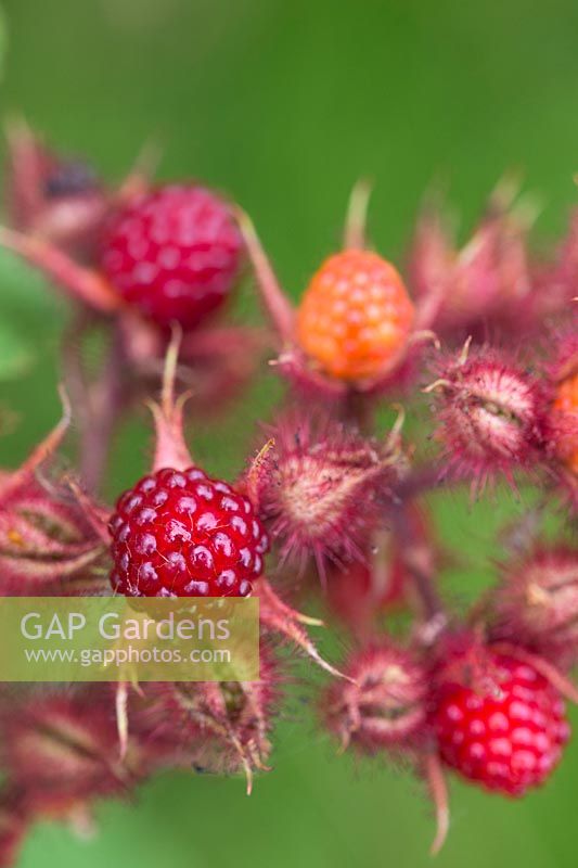 Rubus Phoenicolasius - Japanese wineberry