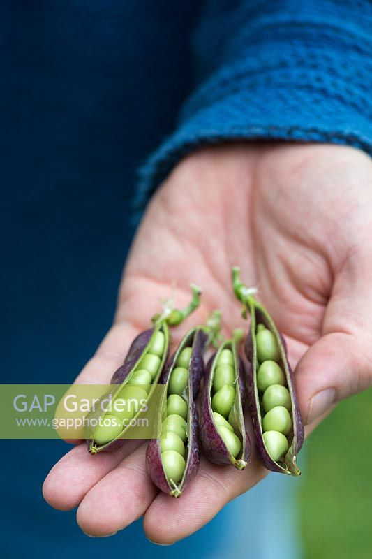 Pisum sativum - Gardeners hand holding Purple Podded pea pods showing peas