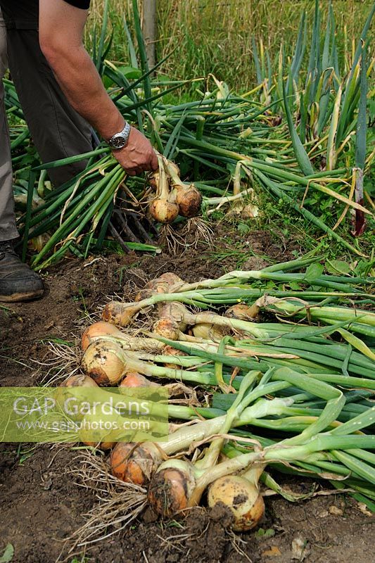 Maincrop Onions. Gardener lifting and placing onions on ground to ripen before winter storage