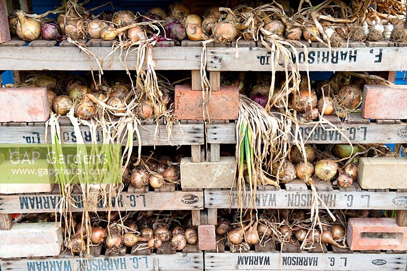 Maincrop onions drying in wooden trays