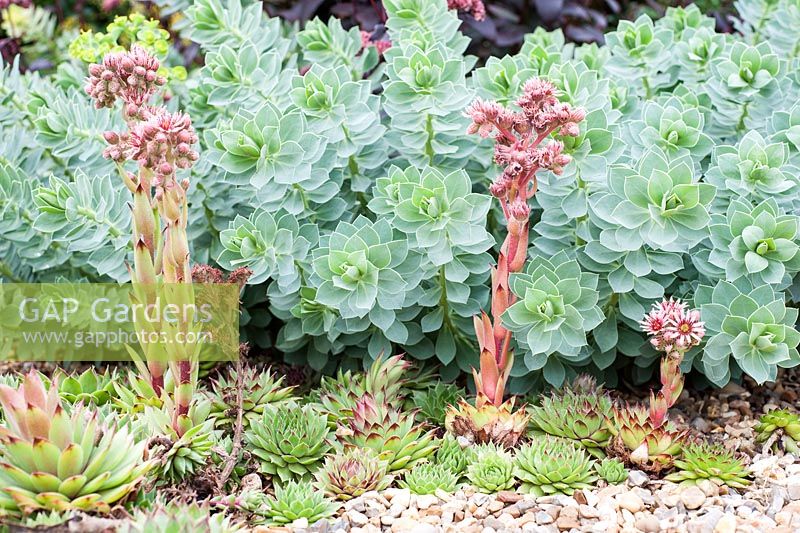 Shingled dry garden area with flowering sempervivums and Euphorbia myrsinites