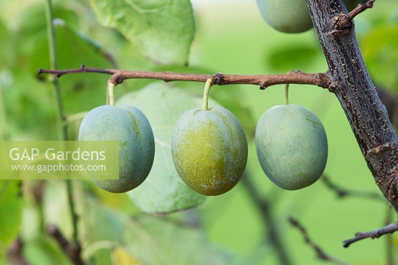 Prunus Domestica - Minarette Gage 'Dennistons Superb' 