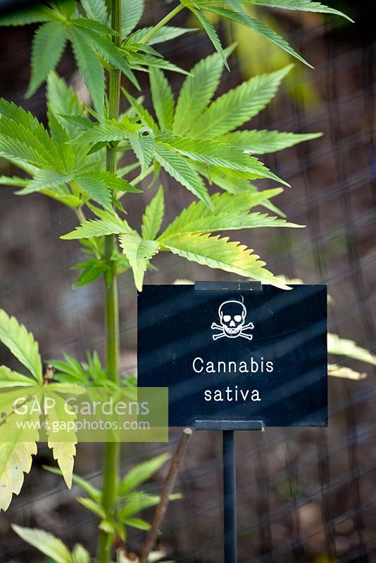 Cannabis sativa. The Poison Garden. Alnwick garden. UK