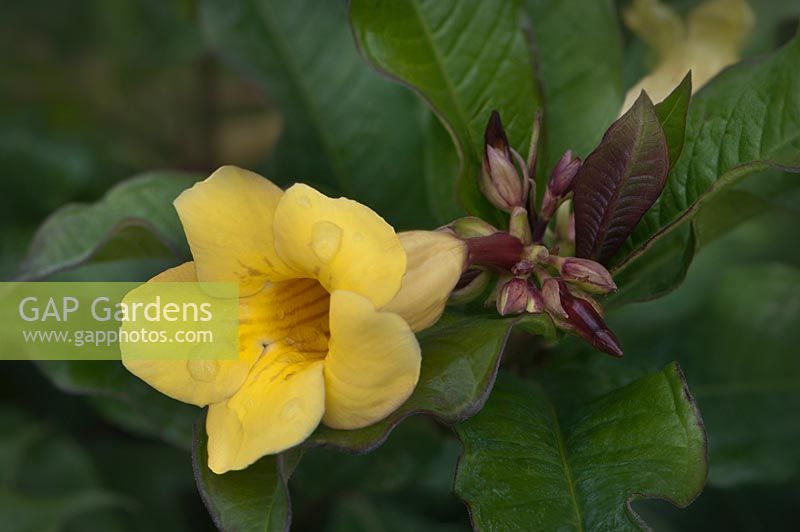 Allamanda, also known as Yellow Bell, Golden Trumpet or Buttercup Flower