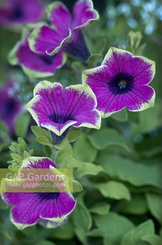 Petunia Supertunia 'Pretty Much Picasso' 