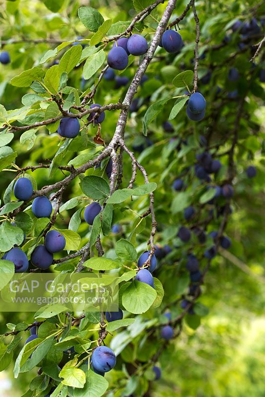 Damsons ripening on tree.