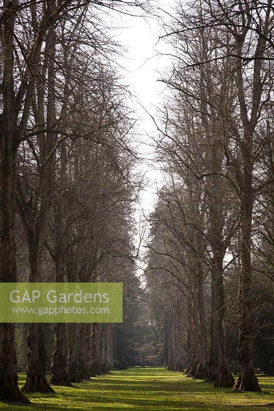 Lime tree avenue at Westonbirt Arboretum in winter