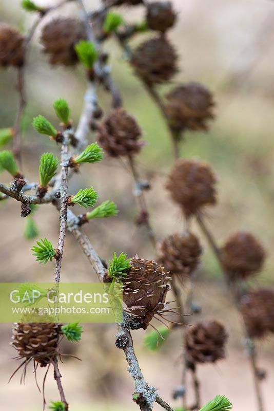 Larix kaempferi - Larch