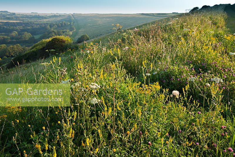 Wild flowers on hill - South Downs National Park above Brighton, East Sussex 