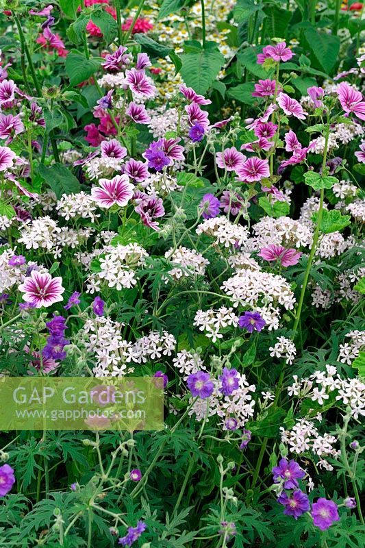 Blue red and white planting with Geranium pratensis violaceum, Seline armeria and Malva sylvestris 'Zebrina'