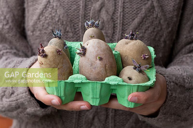 Growing potatoes in containers step by step - Potatoes with young sprouts are carried in an egg tray