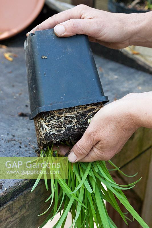 Repotting a Hemerocallis step by step - Once the roots are loose, the pot can be removed