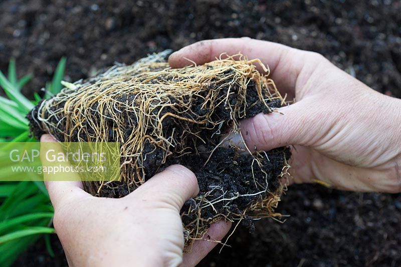Repotting a Hemerocallis step by step - Breaking up of the root ball