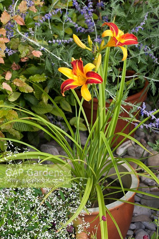 Repotting a Hemerocallis step by step - Hemerocallis 'Frans Hals', Perovskia and Euphorbia 'Diamond Frost' in flowers